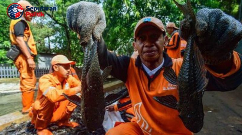 ikan sapu-sapu dikritik MUI karena dikubur hidup hidup di Jakarta